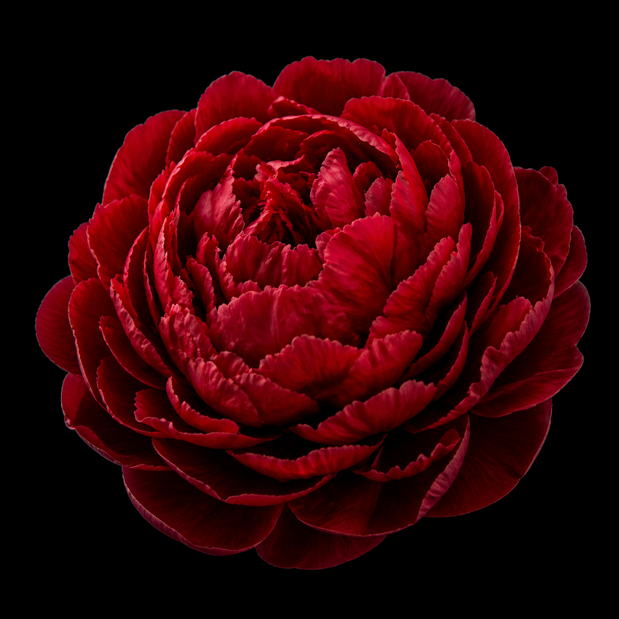 crveni božur cvet krupan plan crveni cvet tamna pozadina floralni motiv